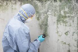 Why You Should Choose Our Mold Remediation Services in Earlington, KY